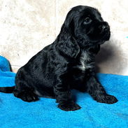 Cocker Spaniel - Img 58387422