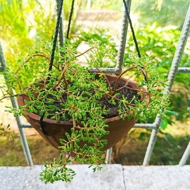 Plantas ornamentaleles para decoracion. - 4/8