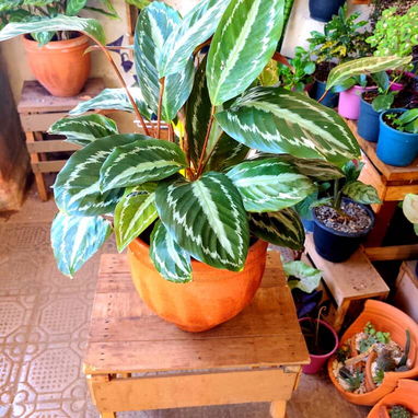 Plantas grandes y espectaculares para decorar los espacios de tu casa o terrazas - Img 126058689