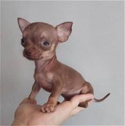 Chihuahua mini cabeza de manzana - Img 46049220