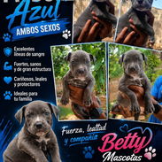 💙 PITBULL AZUL AMBOS SEXOS EN VENTA BETTY MASCOTAS WHATSAPP 52506841 💙 - Img 56001774