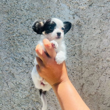 Cachorros Chihuahua de pelo largo. - 2/4
