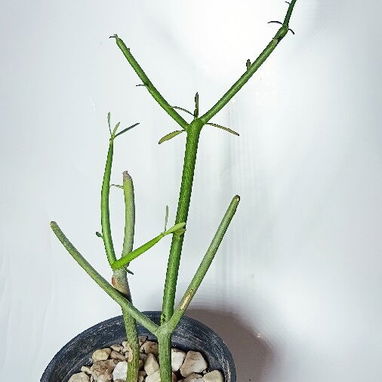 Plantas y Suculentas - 4/4