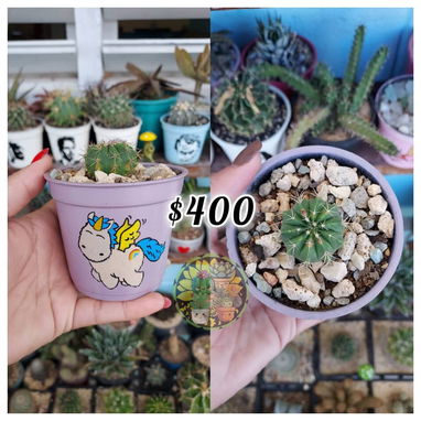 Cactus y suculentas en macetas decoradas a mano - 7/9
