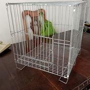 para aves - Img 55185057