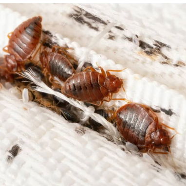 Sprays Insecticida para Chinches - 3/3