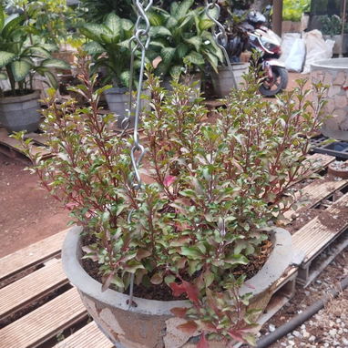 Servicios de jardinería y venta de plantas ornamentales y frutales - Img 127606189