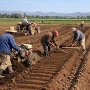 🌱 SE BUSCA SOCIO PARA PROYECTOS AGRÍCULAS Y CULTIVOS | - Img 57319268