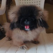 PEQUINÉS IMPERIAL CON PEDIGRI,hembra,en 350 USD o equivalente,TENGO MENSAJERÍA,tiene 4 meses,ESTÁ VACUNADA y desparacita - Img 58106768