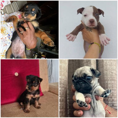 🐾✨ SUS VENTAJAS POR LA COMPRA BETTY MASCOTAS WHATSAPP 52506841 ✨🐾 - 3/10