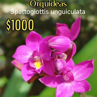 Las más exóticas orquídeas todo x $1000 - Img 124365461