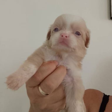 PEQUINÉS ALBINOS,TENGO MENSAJERÍA,tienen 50 días y están desparacitados,SE ENTREGAN CON HISTORIA CLÍNICA - 2/4