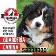 Hostal o Guardería Canina en el Cerro - Img 55243956