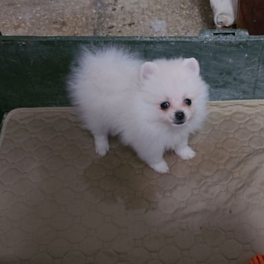 CACHORRAS DE RAZA POMERANIA 🐻 ♀️♀️🩷 - 5/6