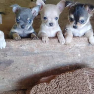 No dudes en decidir por una mascota solo llame al 58199520 - 3/5