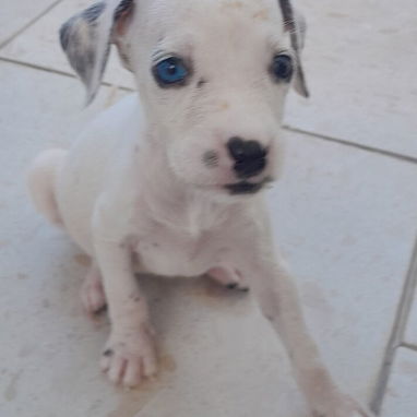 CACHORROS DÁLMATAS EN 80 USD - 2/2