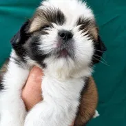 SHIH TZU,ambos sexos,en 250 USD o equivalente(ACEPTO TRANSFERENCIA)TENGO MENSAJERÍA,tienen 38 días y están desparacitado - Img 55566560