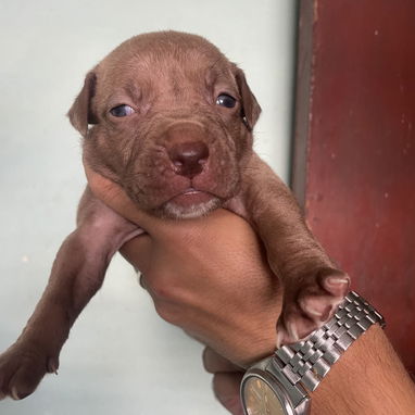 Pitbull - Img 124002389
