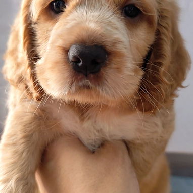 BELLOS COCKER SPANIEL - Img 124469644