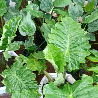Servicio de jardinería 👩🏼‍🌾 - Img 122604949