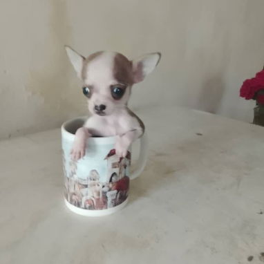 Chihuahua - 2/8