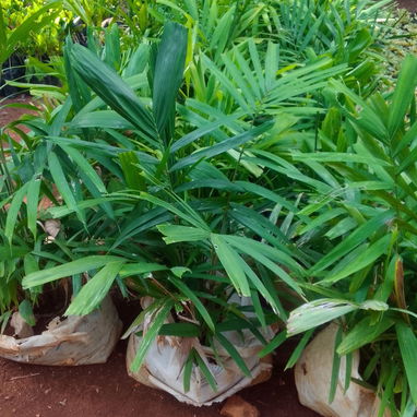 Servicios de jardineria - Img 119877597