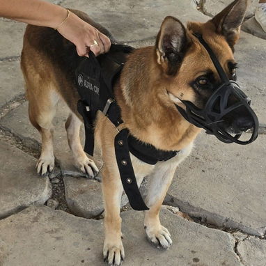 Cachorros de pastor alemán ,ambos sexos - Img 126211850