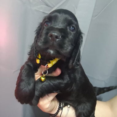 Cocker Spaniel 🥰 - Img 122493180
