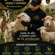 Veterinario de cabras y ovejas, ganado ovino y caprino. Veterinario a domicilio. - Img 56990805