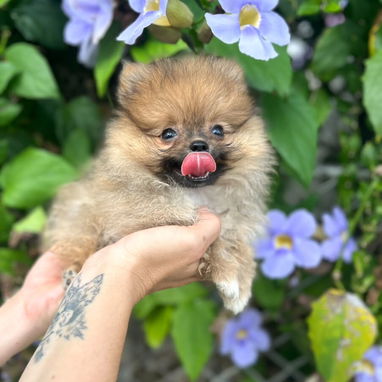 Cachorros Pomerania - 3/3