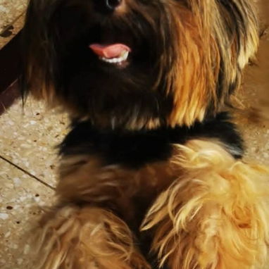 🐾 CACHORROS YORKSHIRE TERRIER  AMBOS SEXOS WHATSAPP 58746643 🐾 - 3/7