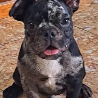 ((( BULLDOG FRANCÉS MACHO VACUNADO EXCELENTE GENÉTICA WHATSAPP 58746643 ))) - Img 123020513