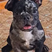 💜💜💜* 🐶  BULLDOG FRANCÉS MACHO VACUNADO WHATSAPP  58746643... 💜💜💜. - Img 54509103