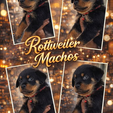 Variedades de cachorros de raza 😍 - Img 118966249