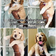 Cachorras Cocker Spaniel - Img 56213027