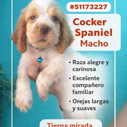 COCKER SPANIEL MACHO !!! - Img 56397293