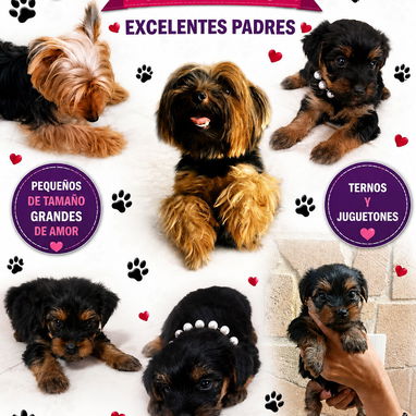 🐾 CACHORRITOS DISPONIBLES BETTY MASCOTAS WHATSAPP 52506841 🐾 - 8/9