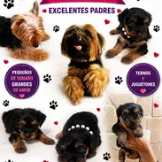 🐾✨ YORKSHIRE TERRIER AMBOS SEXOS BETTY MASCOTAS WHATSAPP 52506841 ✨🐾 - Img 56878278