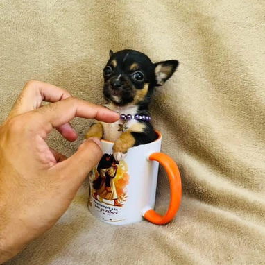 🐾Hermosos Chihuahuitas🍏de los más pequeñitos ambos sexos🌸💙🤏🏻🎁🐾🐶 - Img 123868222