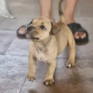 PITBULL,hembra,en 300 USD o equivalente,TENGO MENSAJERÍA,tiene 40 días,desparacitada,PADRE BULLY Y MADRE PITBULL - Img 56490701