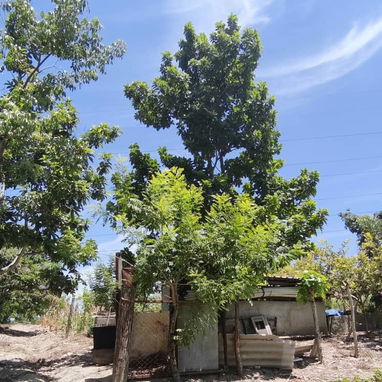 🌳 ¡Gran Oportunidad! Finca con 3 Casas y Producción de Frutales en Arroyo Naranjo 🏡 - 3/8