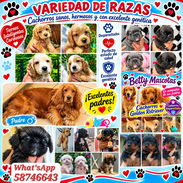 🐾 MÁS QUE UN CACHORRO, UN ACOMPAÑAMIENTO COMPLETO WHATSAPP 58746643🐾 - Img 58113360