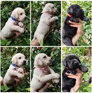 <<< Labradores, cachorros de ambos sexos en venta 52506841 76930613 BETTY MASCOTAS >>> - Img 45711466