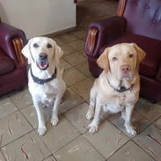 Cachorros de labrador , mensajeria gratis en dependencia del lugar - Img 56618072