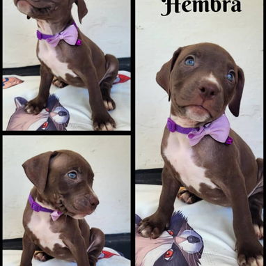 Todo lo que buscas en mascota está aquí solo llame al 53818081 pitbull , Chihuahua, pastor belga, bulldog francés,mucmás - Img 126032694