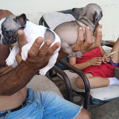 BULLDOG FRANCES,hembras,en 750 USD o equivalente,TENGO MENSAJERÍA,tienen 43 días y están desparacitadas - 8/10