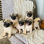 💜 🐾 Cachorros  American Bully Pocket, Pitbull, Pequinés, Labrador Shih Tzu Beagle, Pug, Chihuahua. BETTY MASCOTAS🐾 💜 - Img 49134437