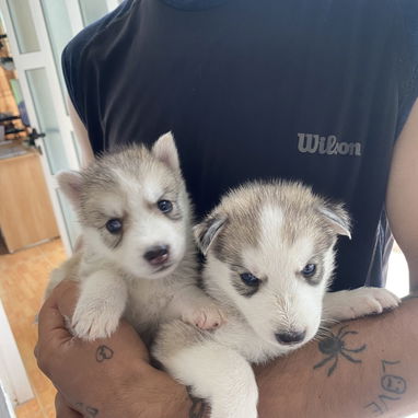 Cachorros de husky - 3/6