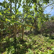 Terreno en celimar - Img 56834277