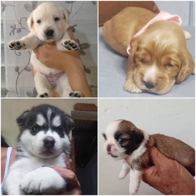 • • • • • •  RAZAS CANINAS PARA ELEGIR WhatsApp 58746643• • • • • • - Img 122799059
